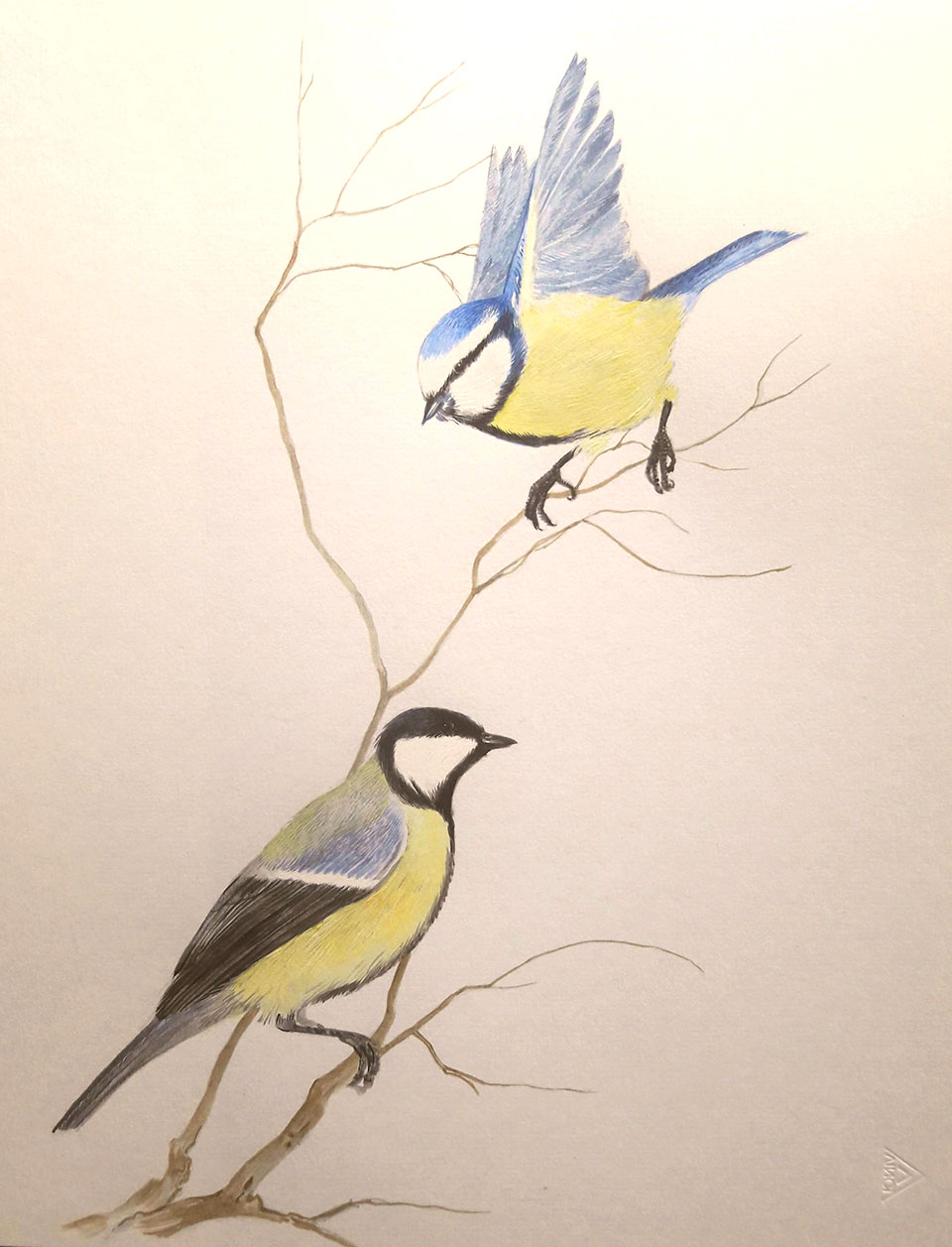 Une mésange charbonnière et une mésange bleue